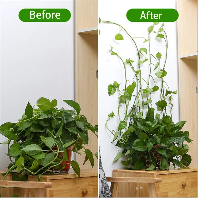 Self-Adhesive Plant Wall Clips – Vine Climbing Fixator 1-50 Pcs
