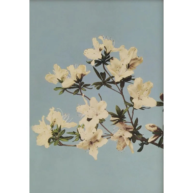 Retro Japanese Floral Illustration Poster Nature Botanical Flower Dahlia Sakura Azalea Canvas Painting Wall Art Room Home Dec Peaceful Pleasures Health and Wellness 10 50x70cm Unframed