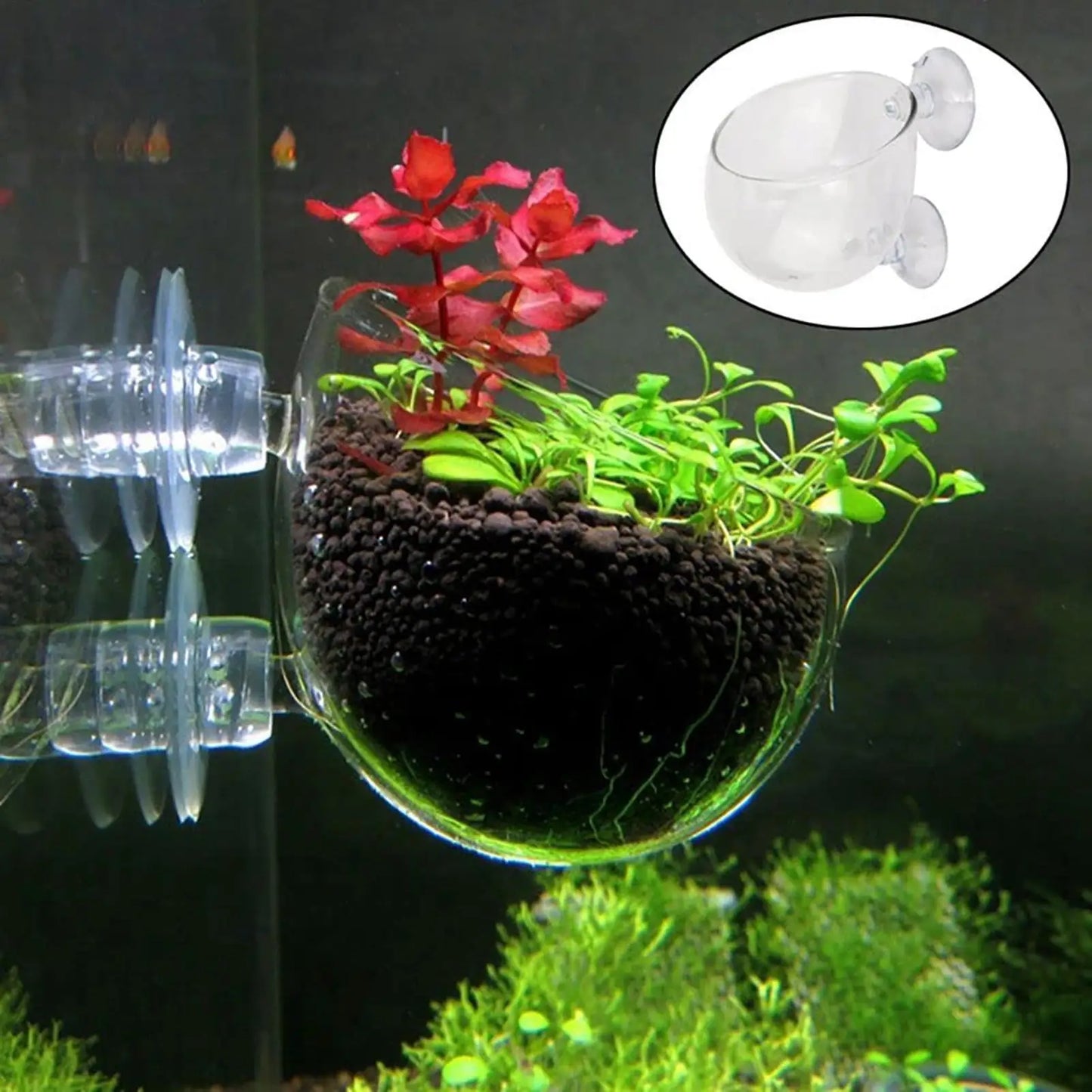 Acrylic Aquarium Plant Cup with Suction Holder | Tank Decor