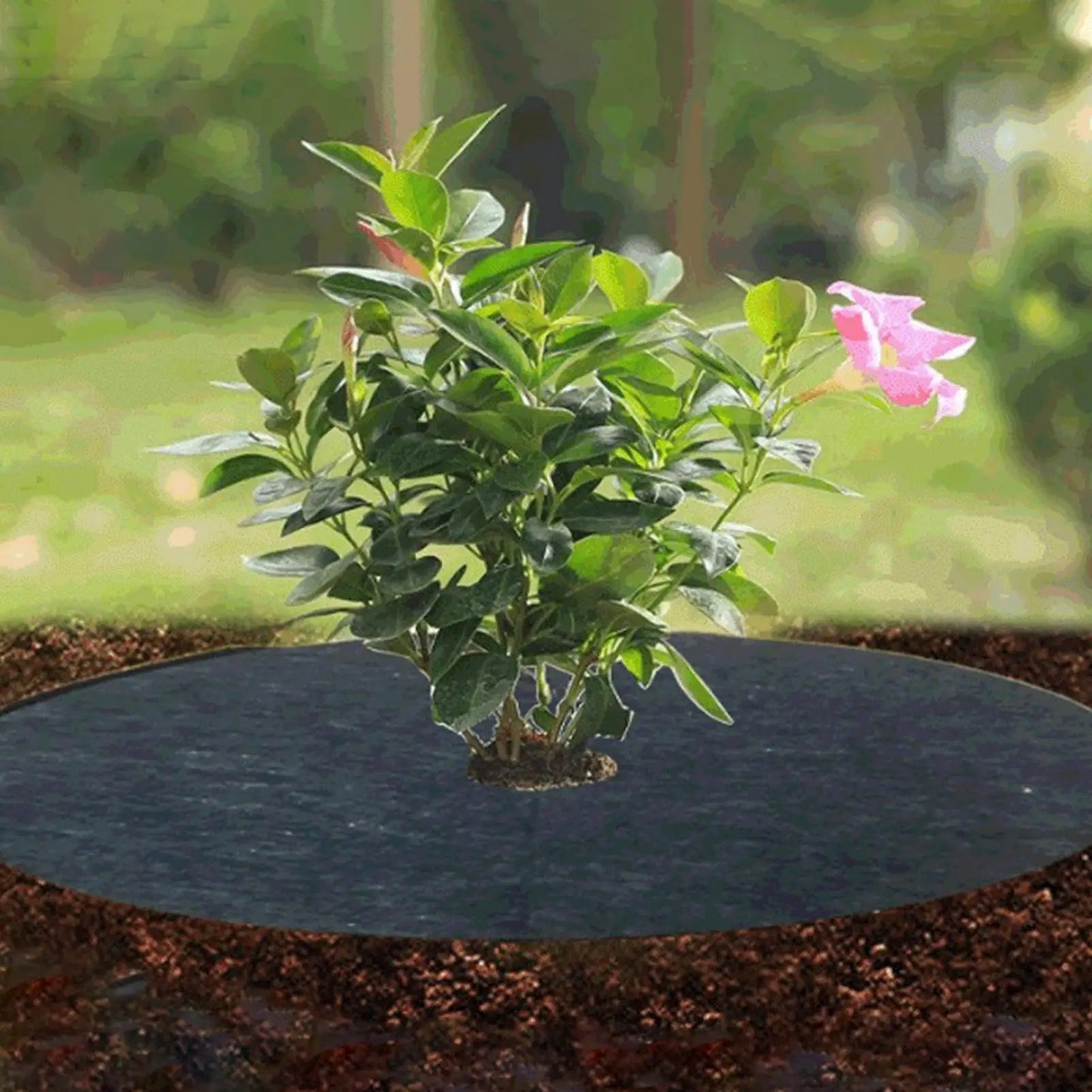 10-Pack Non-Woven Tree Mulch Rings – Weed Barrier & Root Guard