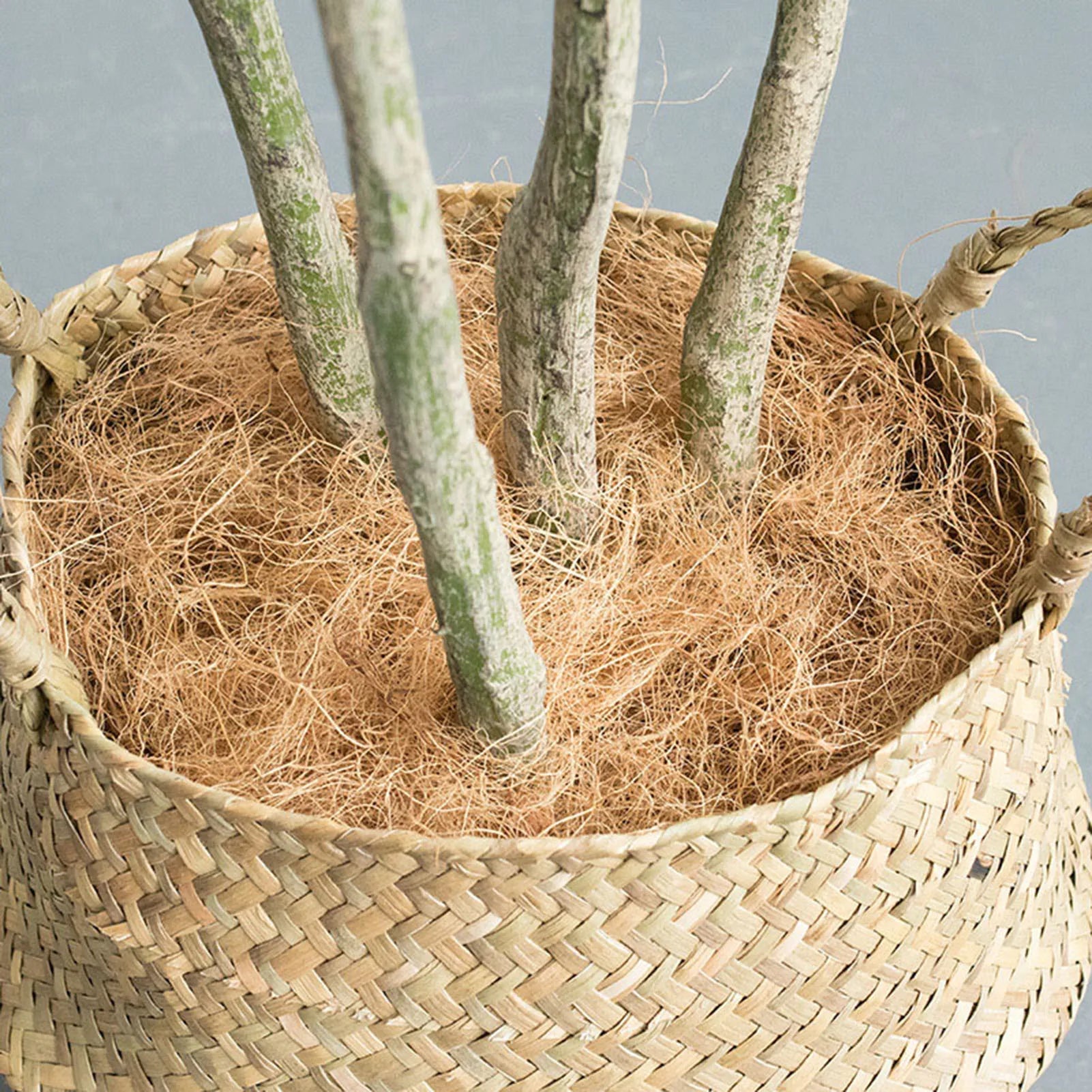 Dust-Free Planter Coconut Fiber Insect-proof Plants Fiber for Garden Enthusiasts Lovers Peaceful Pleasures Health and Wellness