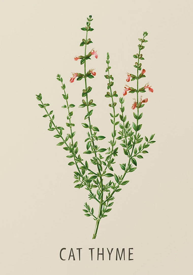 Vintage Botanical Herb & Flower Canvas Wall Art Poster Canvas Wall Art Peaceful Pleasures Health and Wellness DM117-1 20x30cm Unframed
