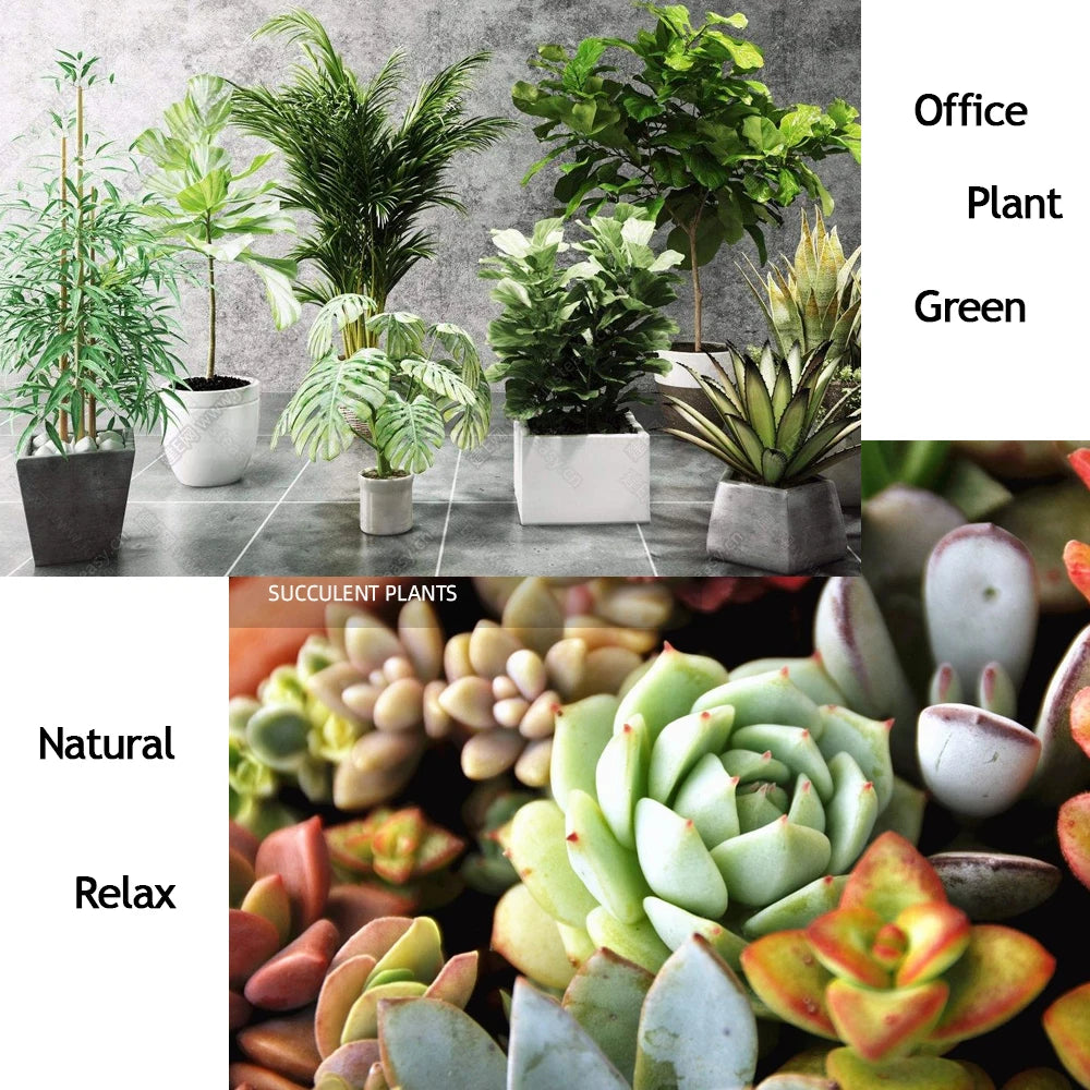 10 G Organic Fertilizer Mini Package Green General Purpose Safe And Pollution Free Use Flower Plant Food For Garden Bonsai Peaceful Pleasures Health and Wellness