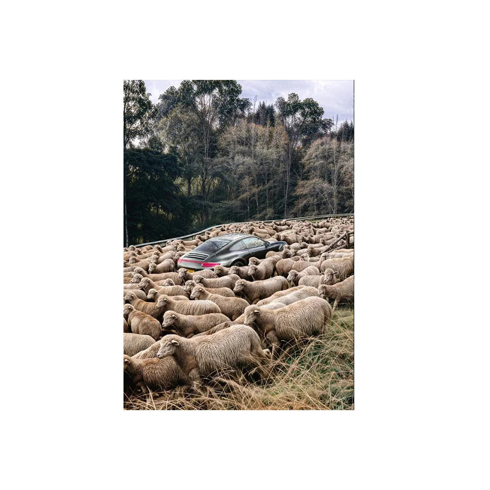 Black Sheep in Flock Wall Art Poster Black Pigeon in Pigeon Flock Canvas Art Prints Car in Flock Decor Picture Canvas Paintin Peaceful Pleasures Health and Wellness 1 50x70cm