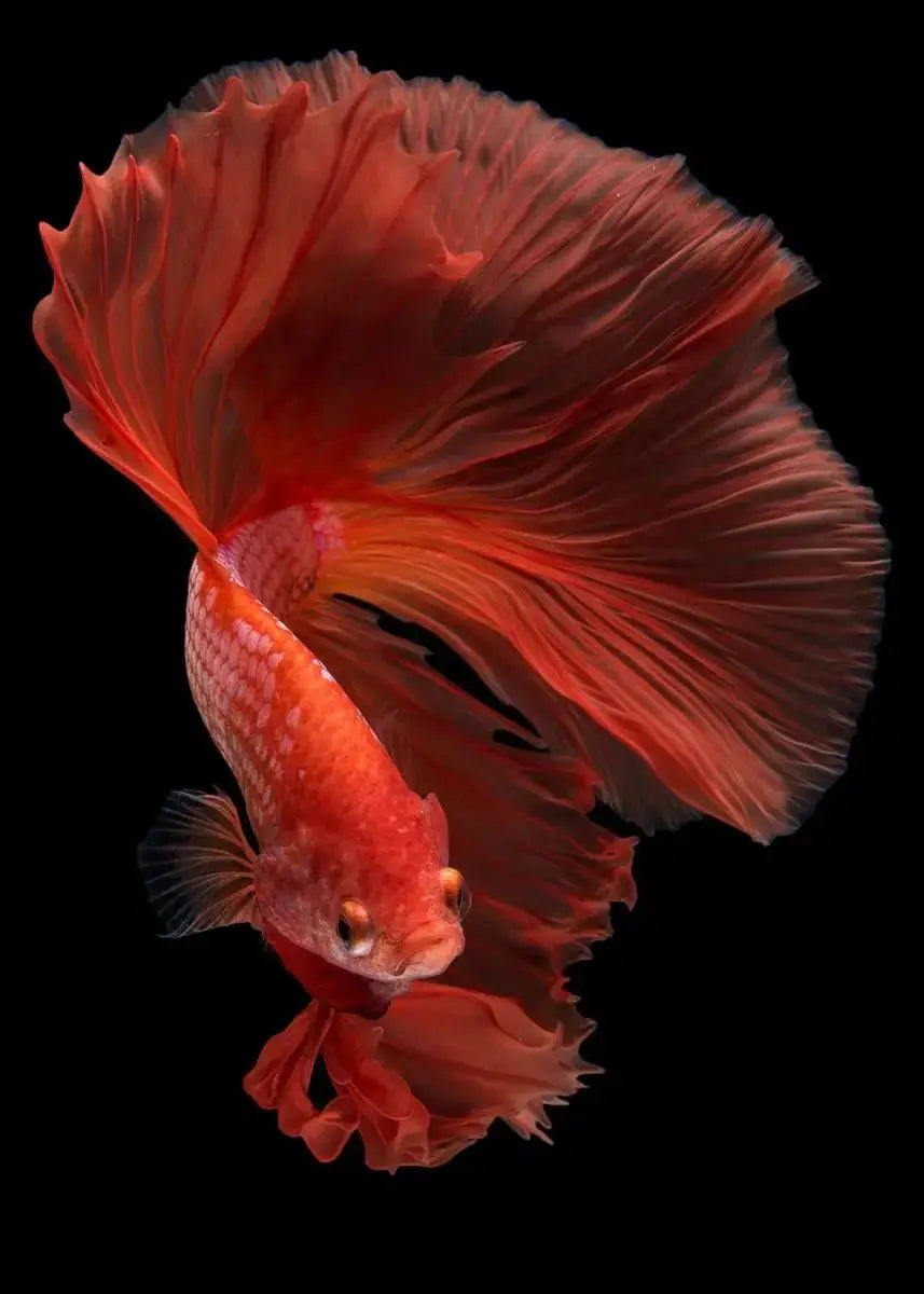 Tropical Fish Canvas Wall Art | Betta Goldfish Rainbow Fish Print