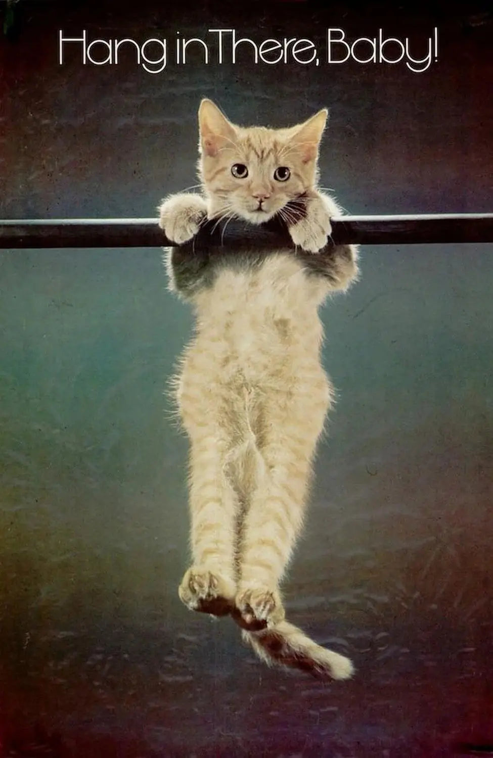 Cute Cat Yoga Canvas Wall Art | Hang In There Pet Poster