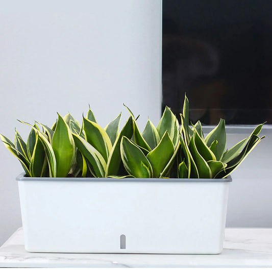 Lazy Twin-Layer Planter Pots Long Strip Double Layer Flower Pot for Indoor Home Garden Accessories Peaceful Pleasures Health and Wellness