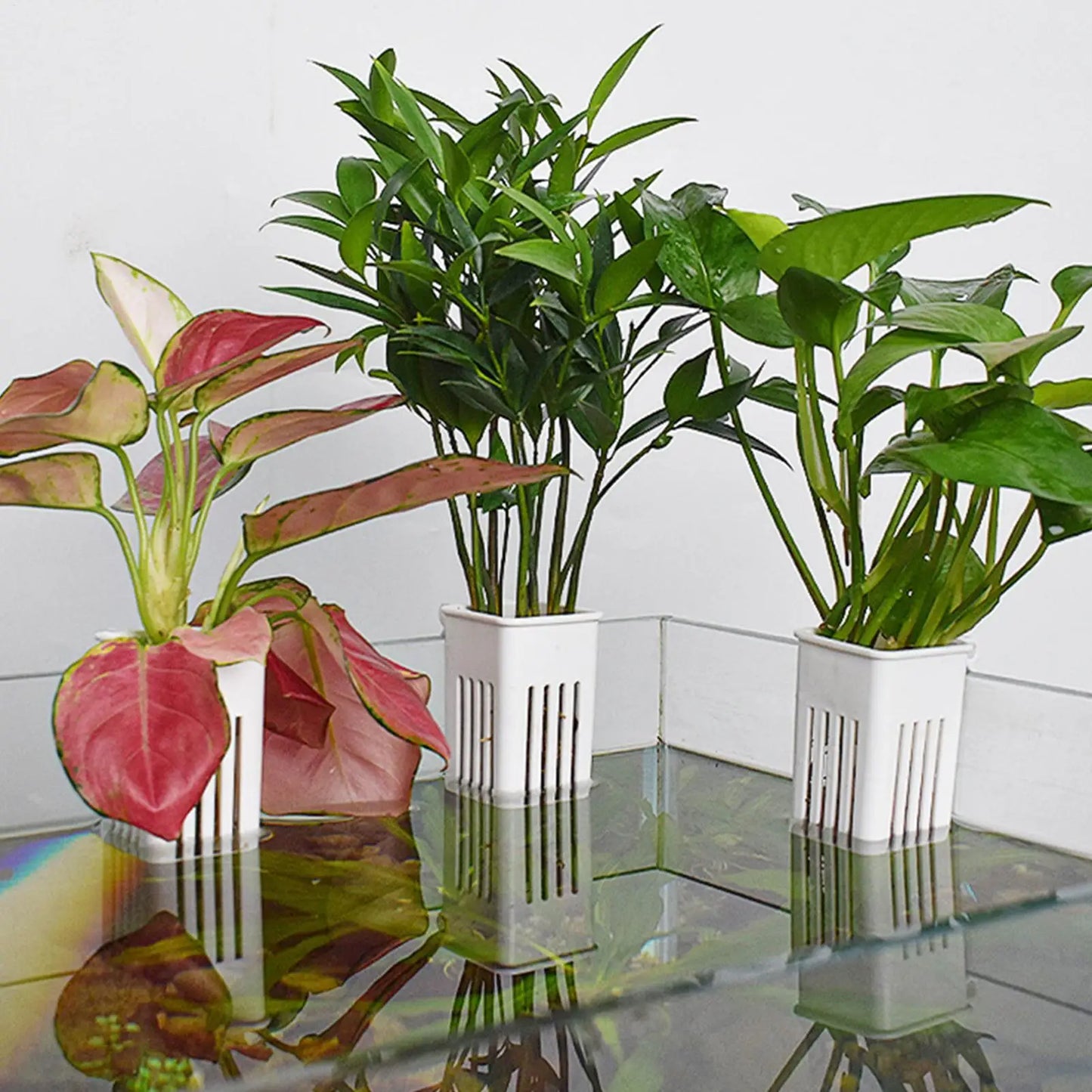 Aquarium Plant Holder – Hanging Fish Tank Planter Cup