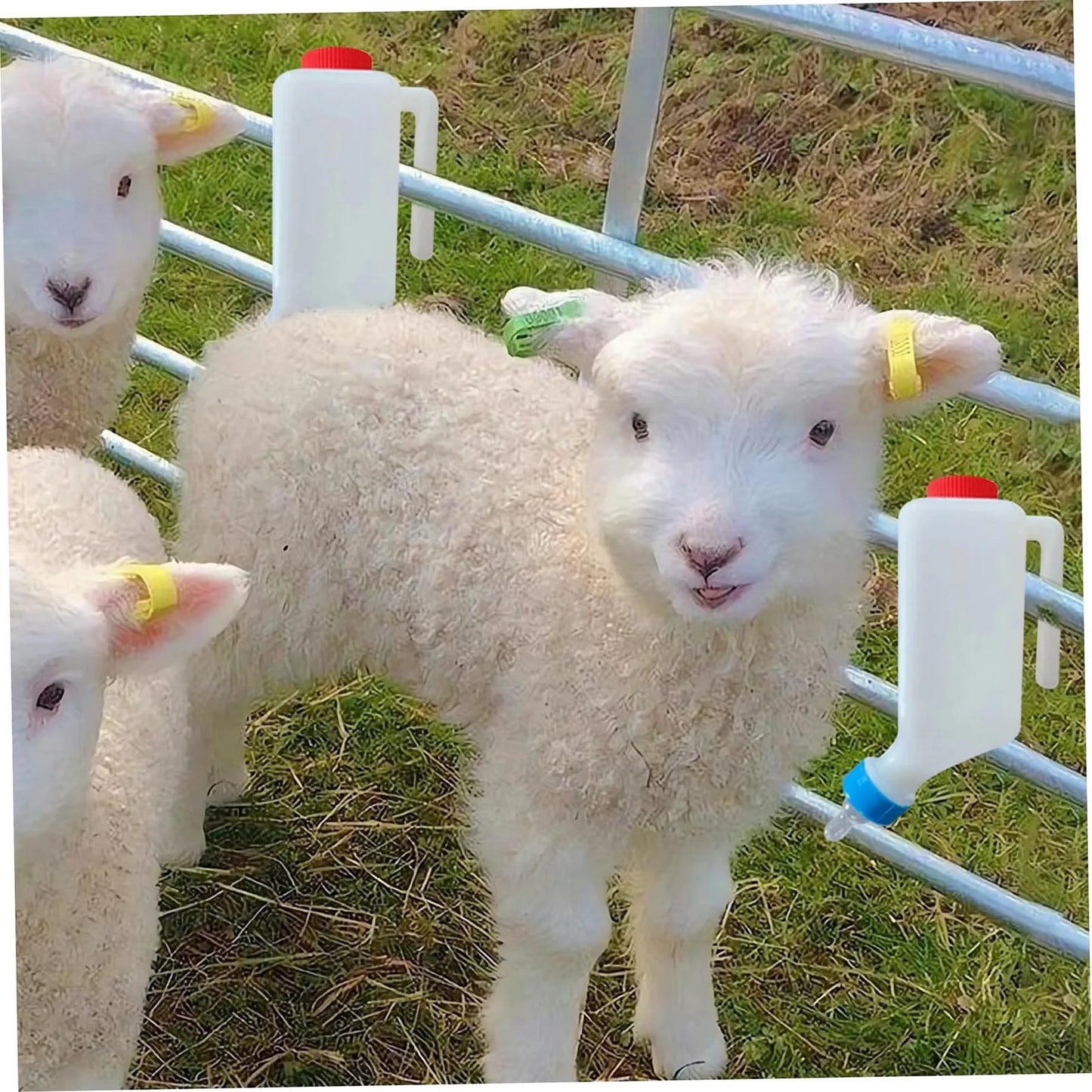 800ml Hanging Lamb & Calf Feeding Bottle with Scale – 2 Pack