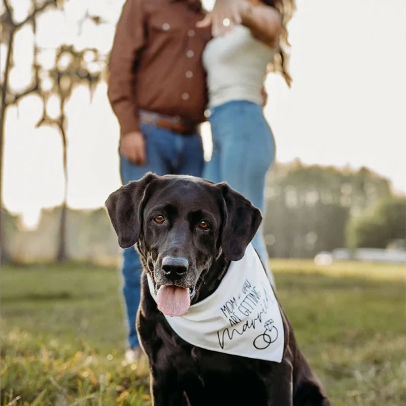 Dog Wedding Bandana – Mom & Dad Are Getting Married Pet Scarf Dog Wedding Bandana Peaceful Pleasures Health and Wellness