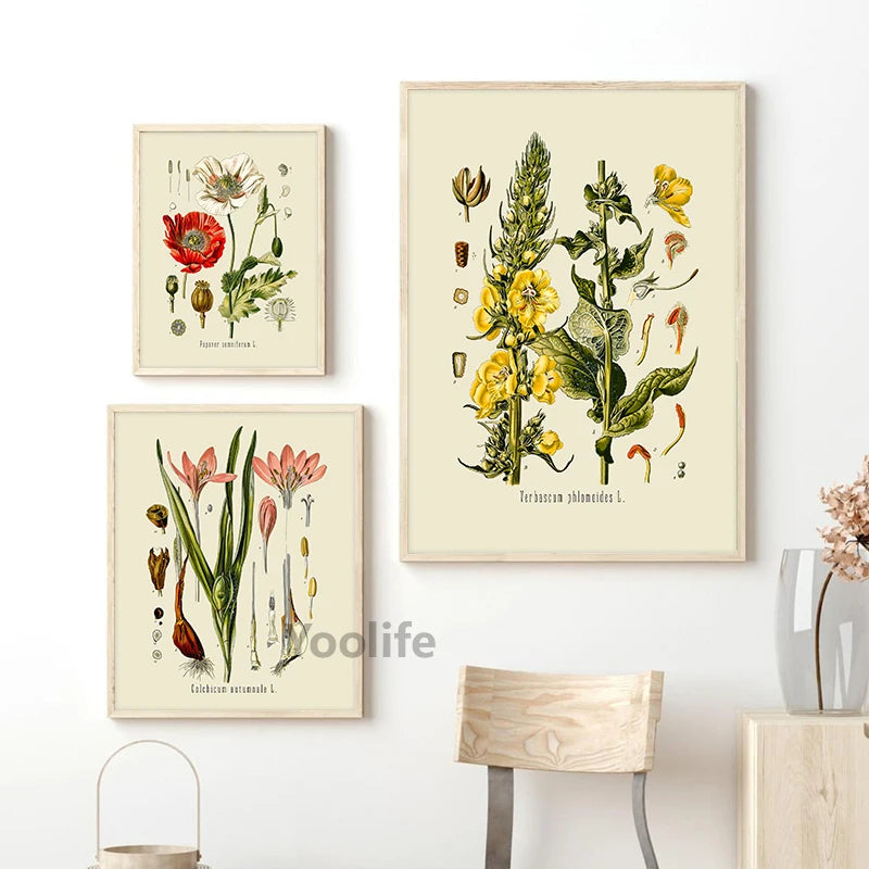 Botanical Studies Vintage Posters and Prints Antique French Plant Illustrations Canvas Painting Botany Wall Art Pictures Deco Peaceful Pleasures Health and Wellness