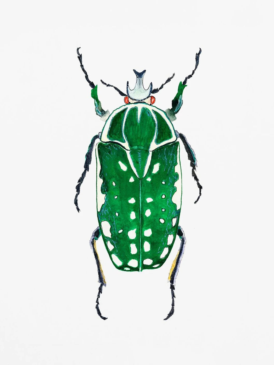 Watercolor Insect Canvas Print | Nursery & Kids Room Wall Art