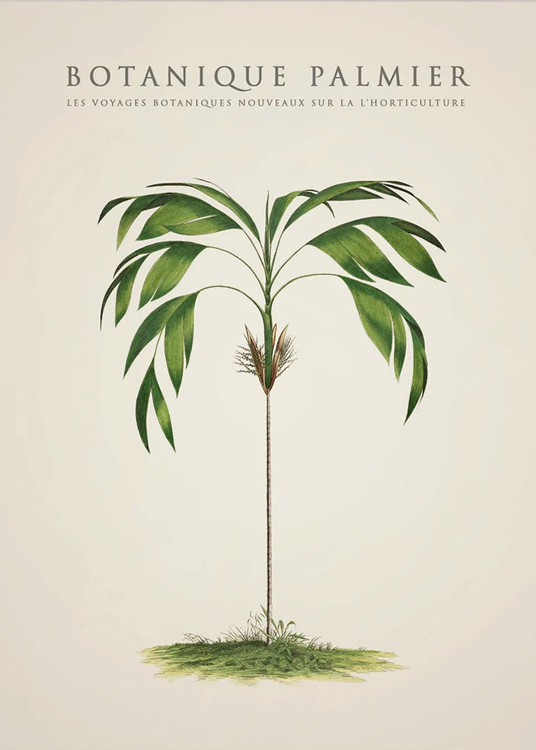 Tropical Palm & Banana Tree Vintage Botanical Canvas Wall Art Botanical Canvas Print Peaceful Pleasures Health and Wellness 16 55x75cm