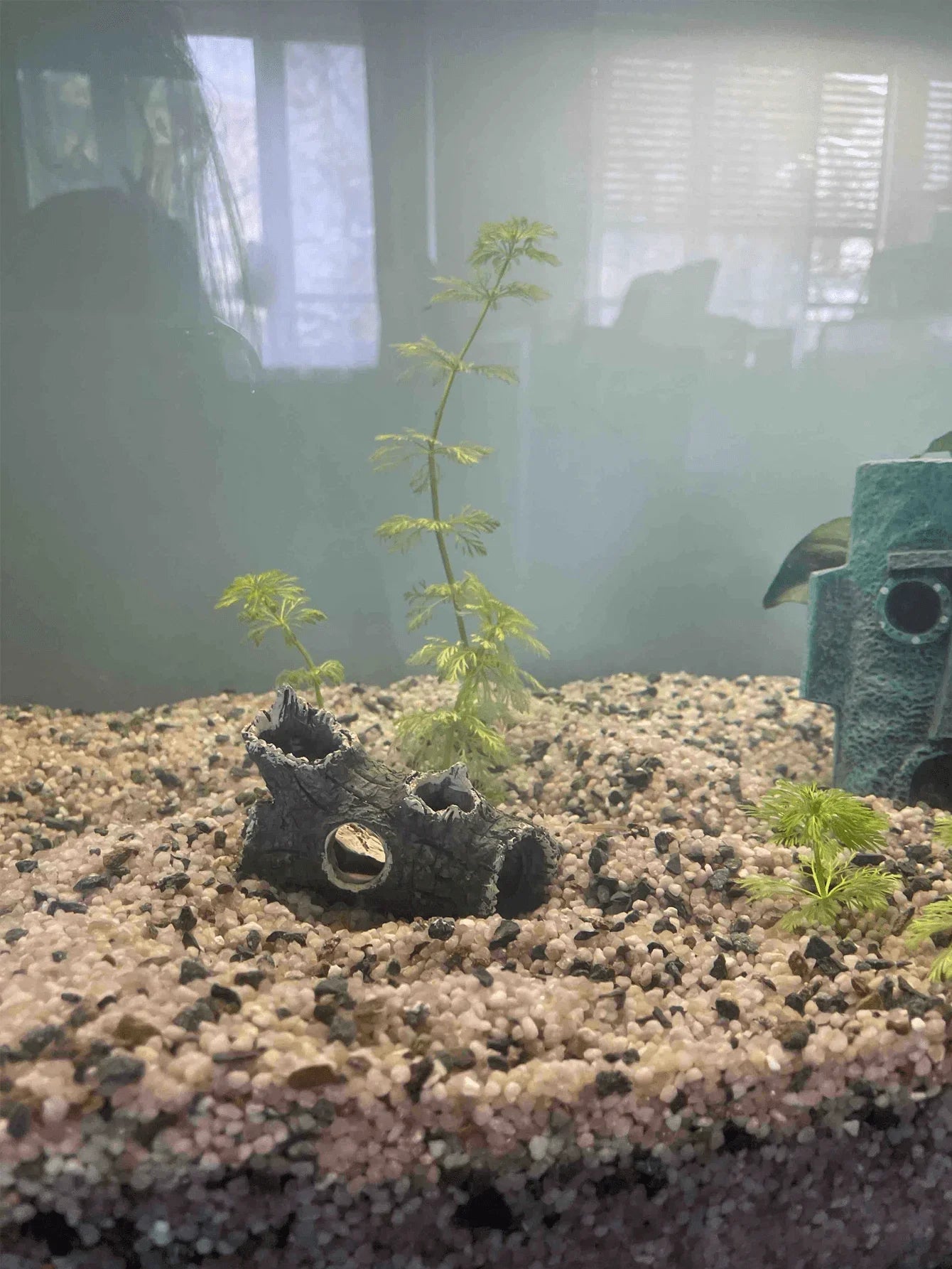 Tree Branch Aquarium Decoration | Fish & Shrimp Hiding House