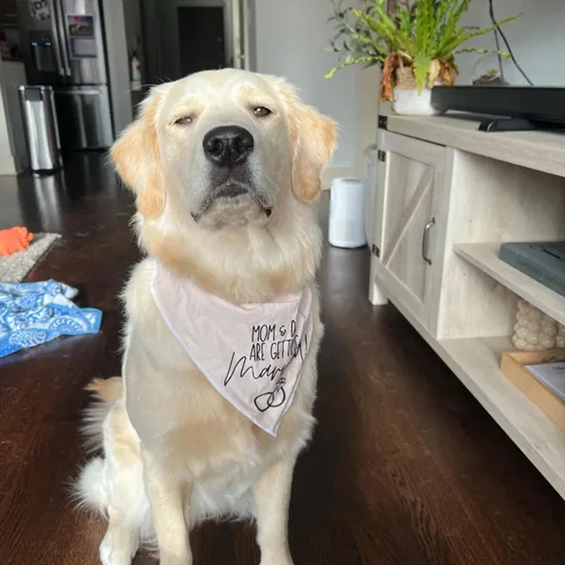 Dog Wedding Bandana – Mom & Dad Are Getting Married Pet Scarf Dog Wedding Bandana Peaceful Pleasures Health and Wellness Dog Bandana 75x52x52cm