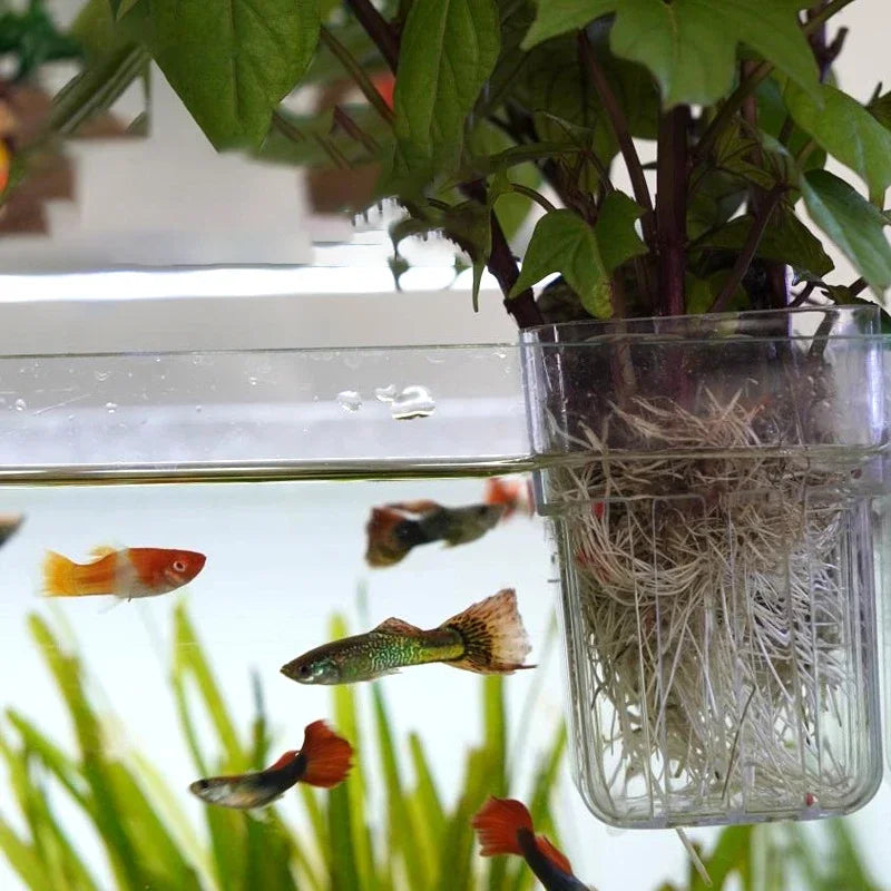 Aquascape Decor High-Transparency Hydroponic Plant Cup for Home Use Peaceful Pleasures Health and Wellness