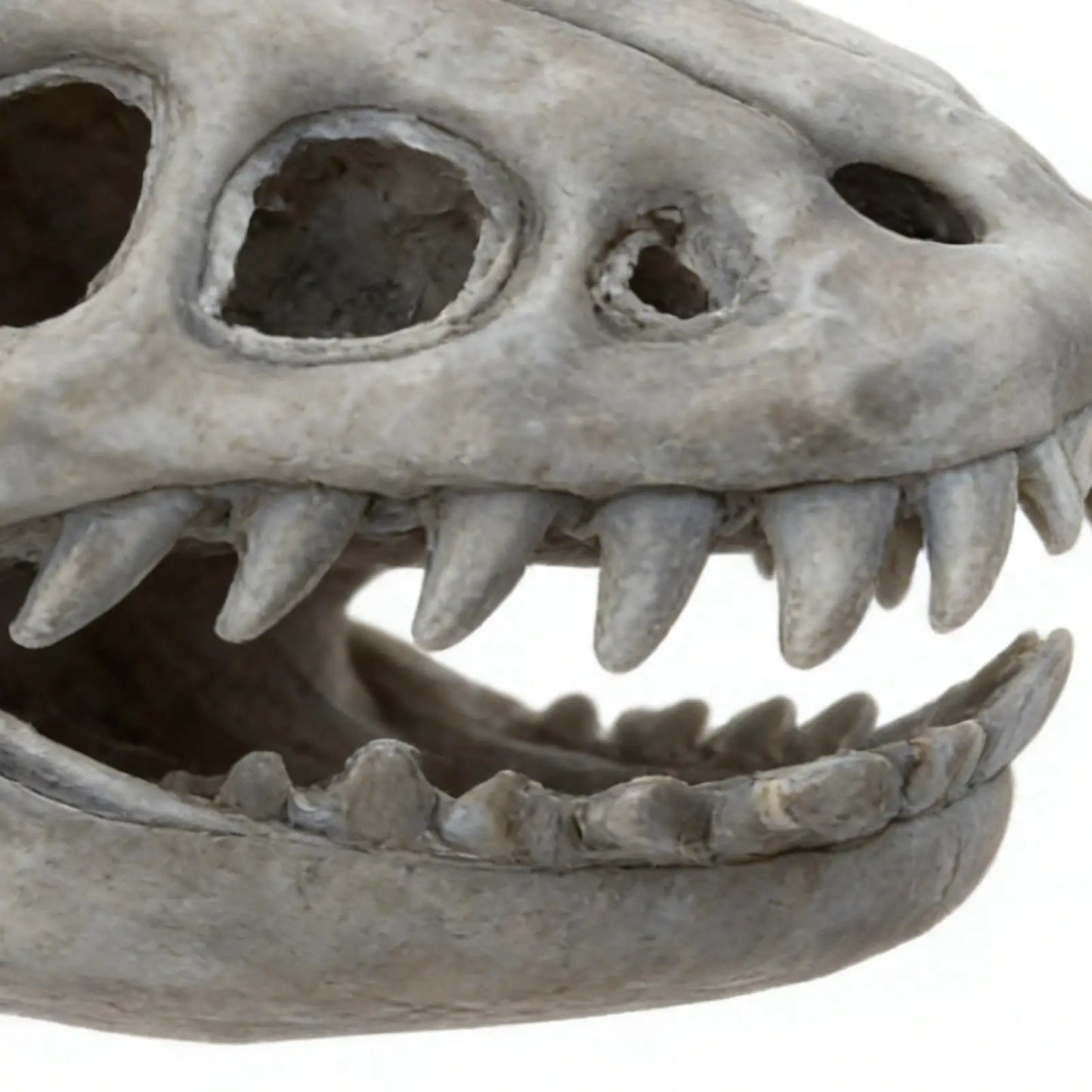 Dinosaur Skeleton Plush Costume | Kids & Adults Halloween Cosplay