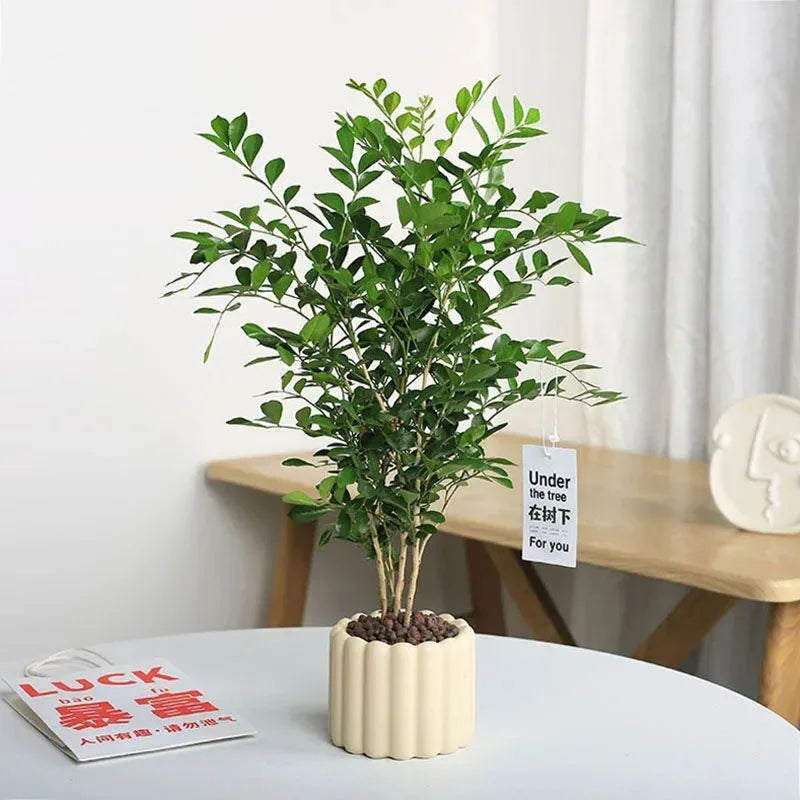 Ceramic INS Style Plant Pot | Succulent & Indoor Desk Décor