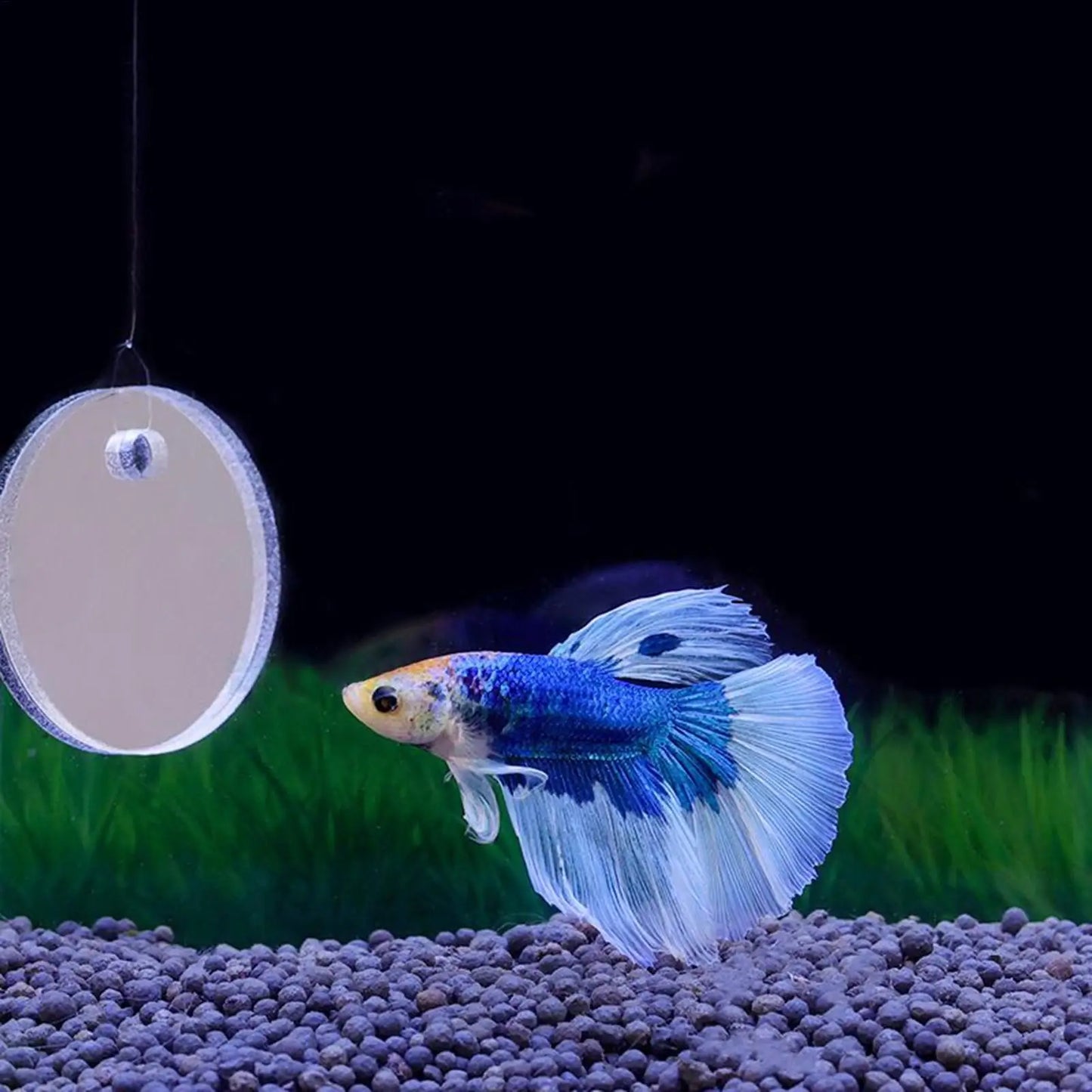 2-Pack Floating Fish Feeding Ring with Suction Cup | Betta & Turtle