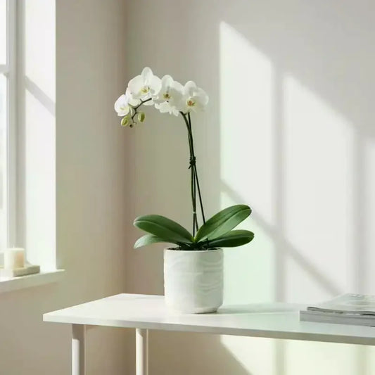 Wave Faux Ceramic Flower Pots for Indoor Plants – Set of 2 Decorative Planter Peaceful Pleasures Health and Wellness Default Title