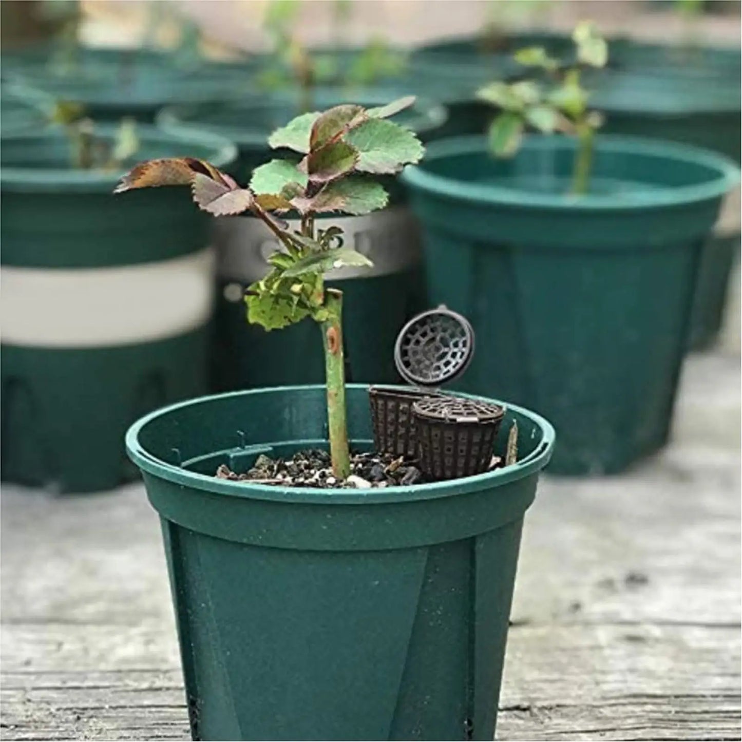 Plant Fertilizer Mesh Baskets with Lids – 10 Pack Slow Release