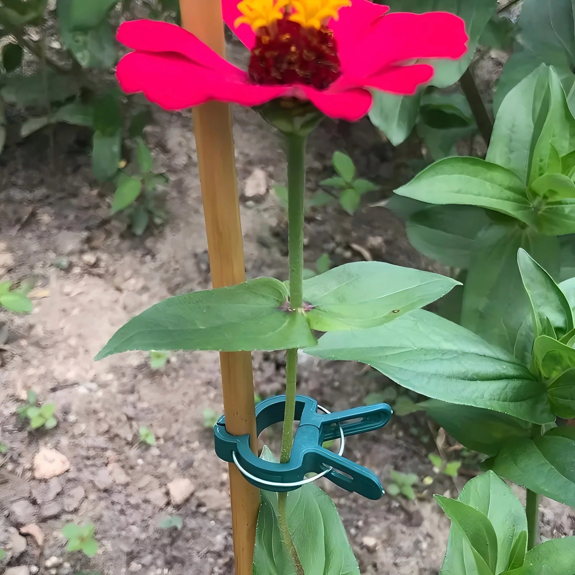 Plant Clips for Climbing Plants & Tomato Vine Support Garden Plant Clips Peaceful Pleasures Health and Wellness