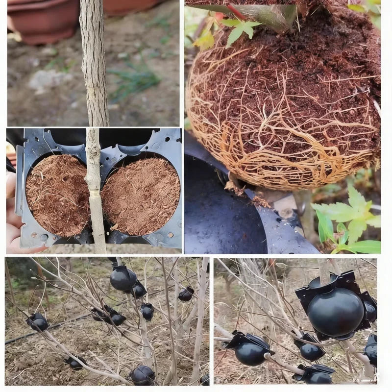 6-Pack Plant Grafting Rooting Boxes – Reusable Propagation Balls