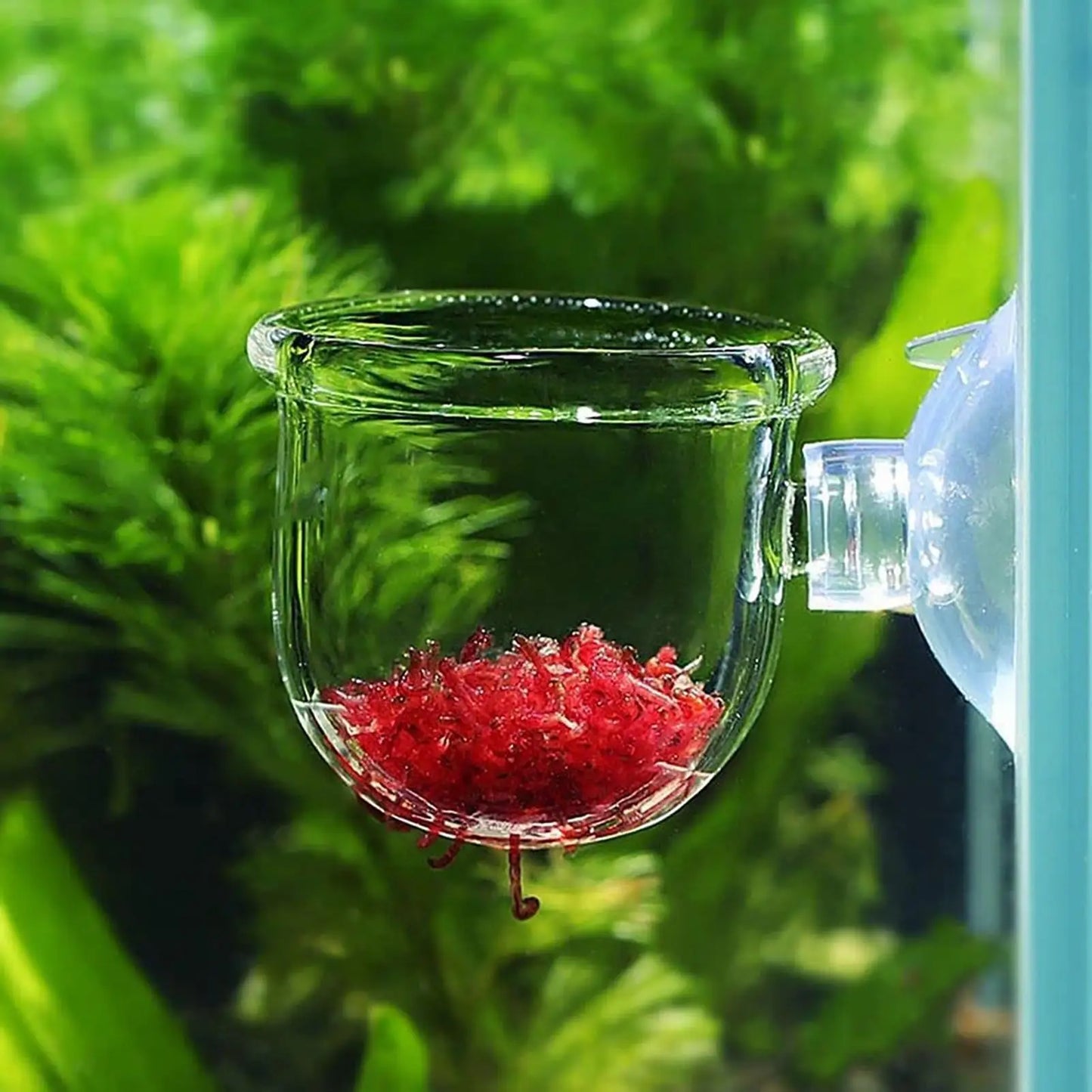 Acrylic Aquarium Plant Cup with Suction Holder | Tank Decor