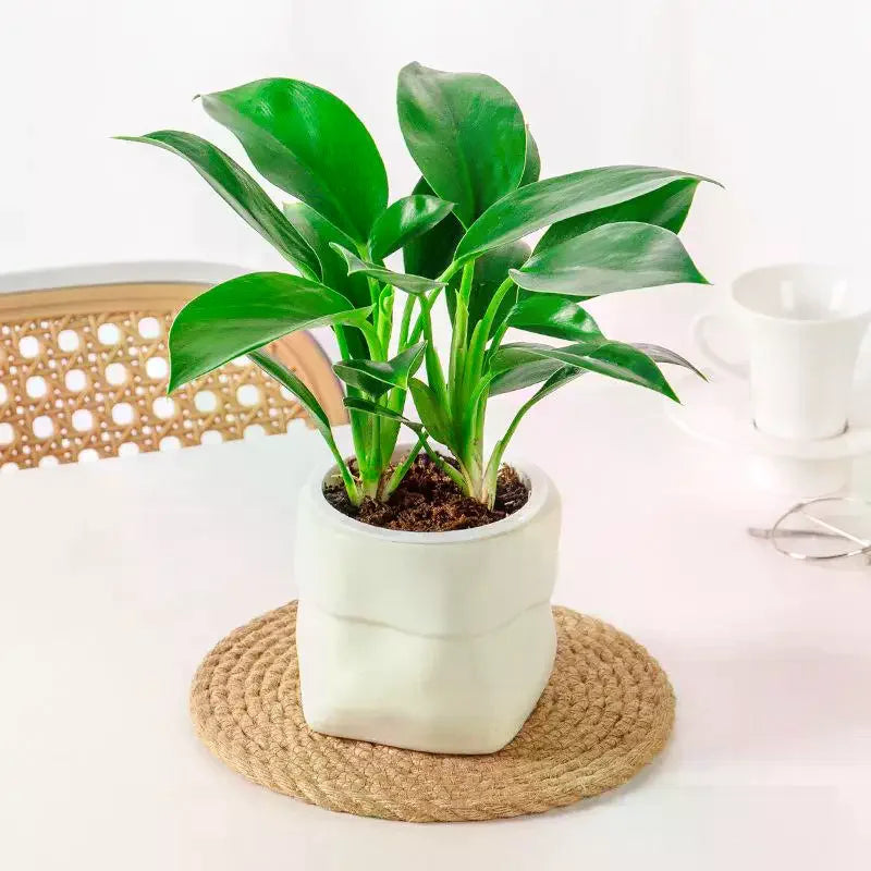 Mini Self-Watering Planter Pot | Fish Tank Vase Home Decor