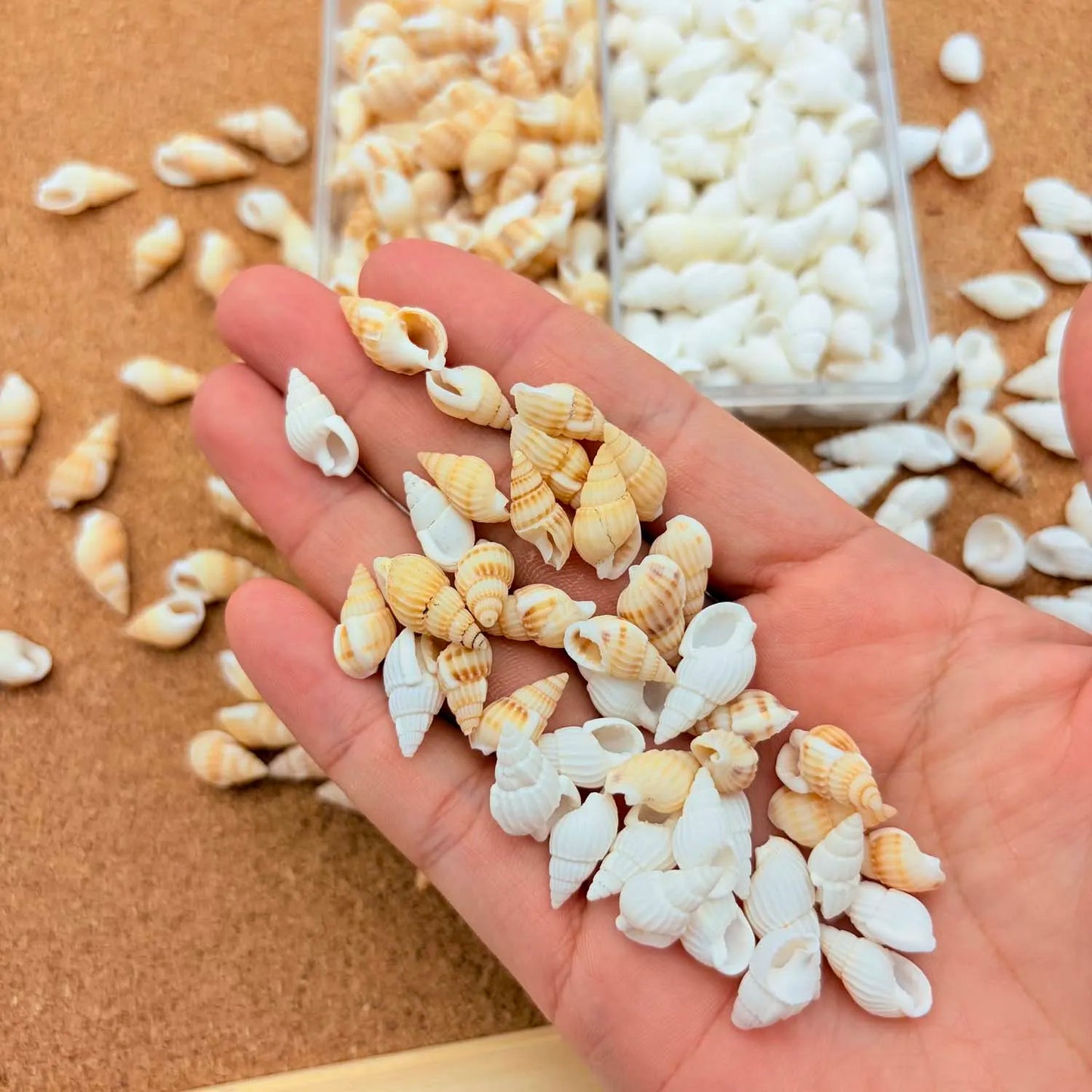 Natural Seashells Mix – Tiny Shells, Conch & Starfish for Crafts