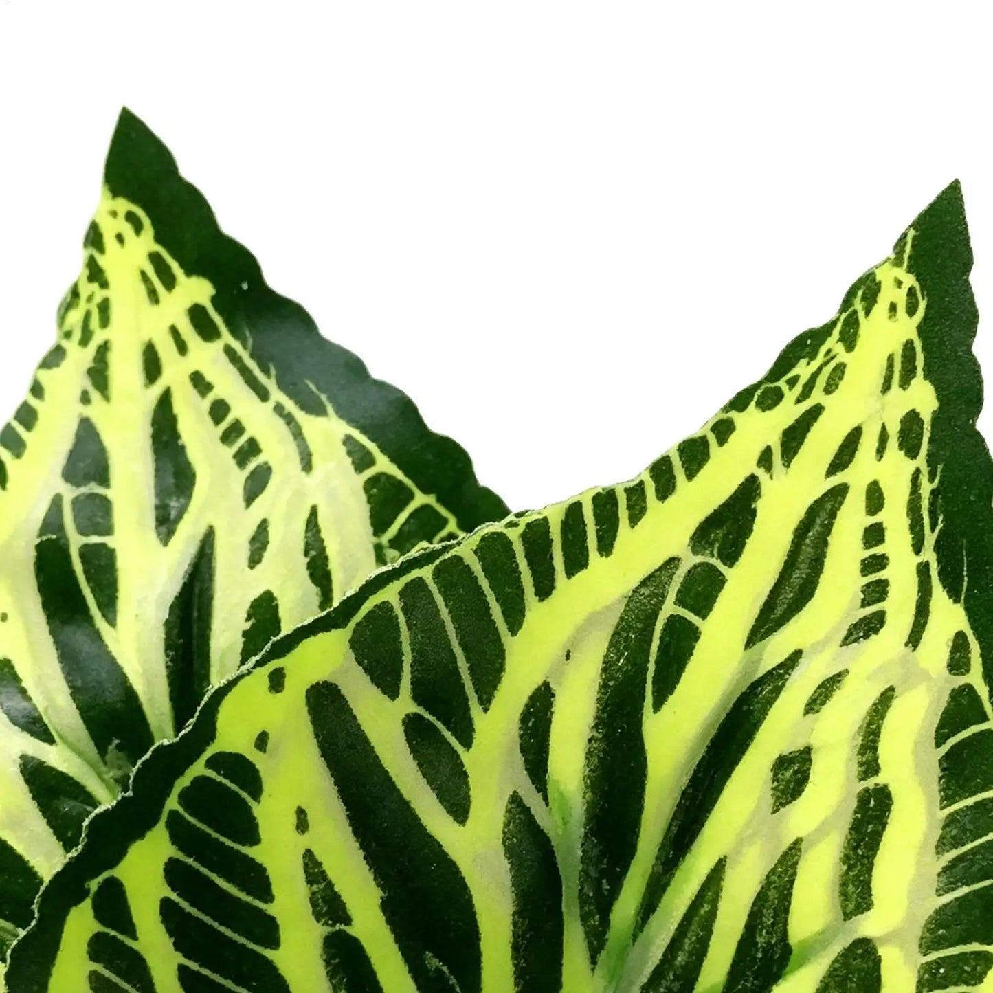 Betta Fish Leaf Hammock – Resting Bed & Aquarium Decor