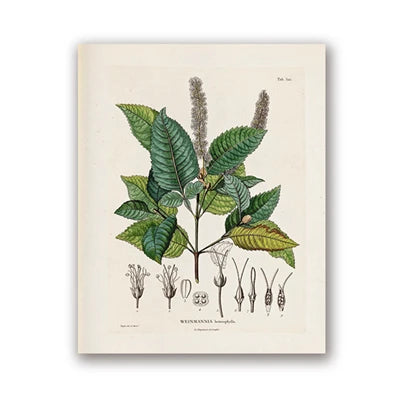 Botanical Studies Vintage Posters and Prints Antique French Plant Illustrations Canvas Painting Botany Wall Art Pictures Deco Peaceful Pleasures Health and Wellness PH5490 30x40cm Unframed