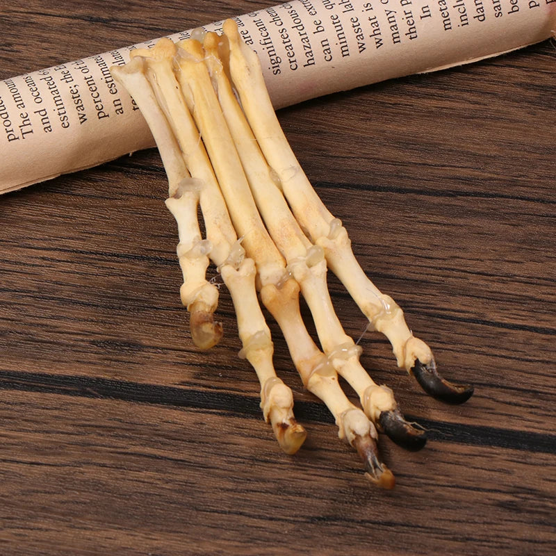 Paw Bone Skeleton Specimen | Plastic Taxidermy Science Decor