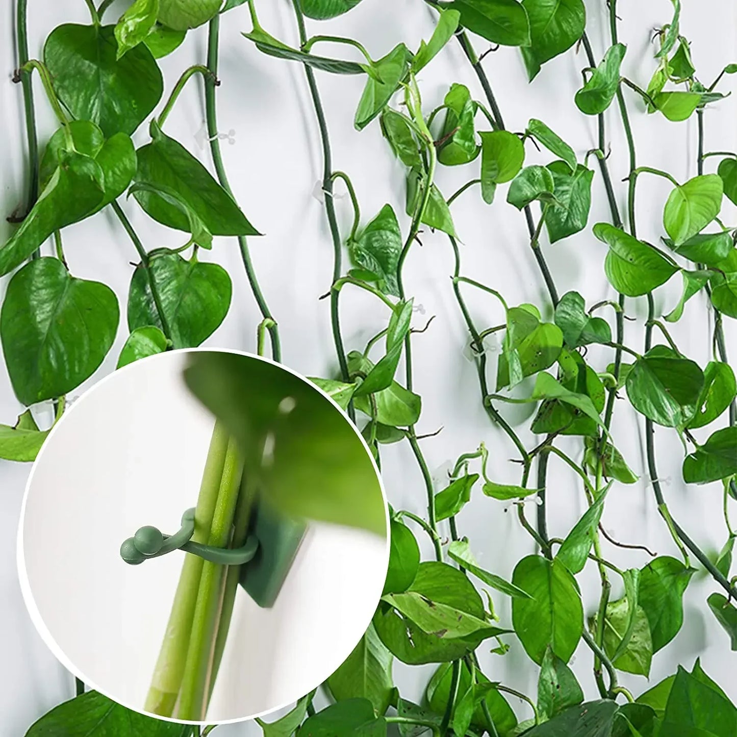 Self-Adhesive Plant Wall Clips – Vine Climbing Fixator 1-50 Pcs