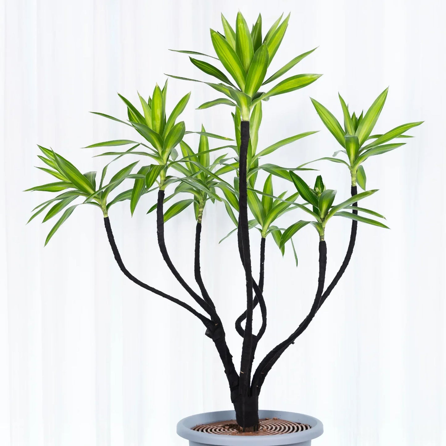 Bonsai Training Wire 3.2mm Aluminum – 10M Plant Shaping Wire