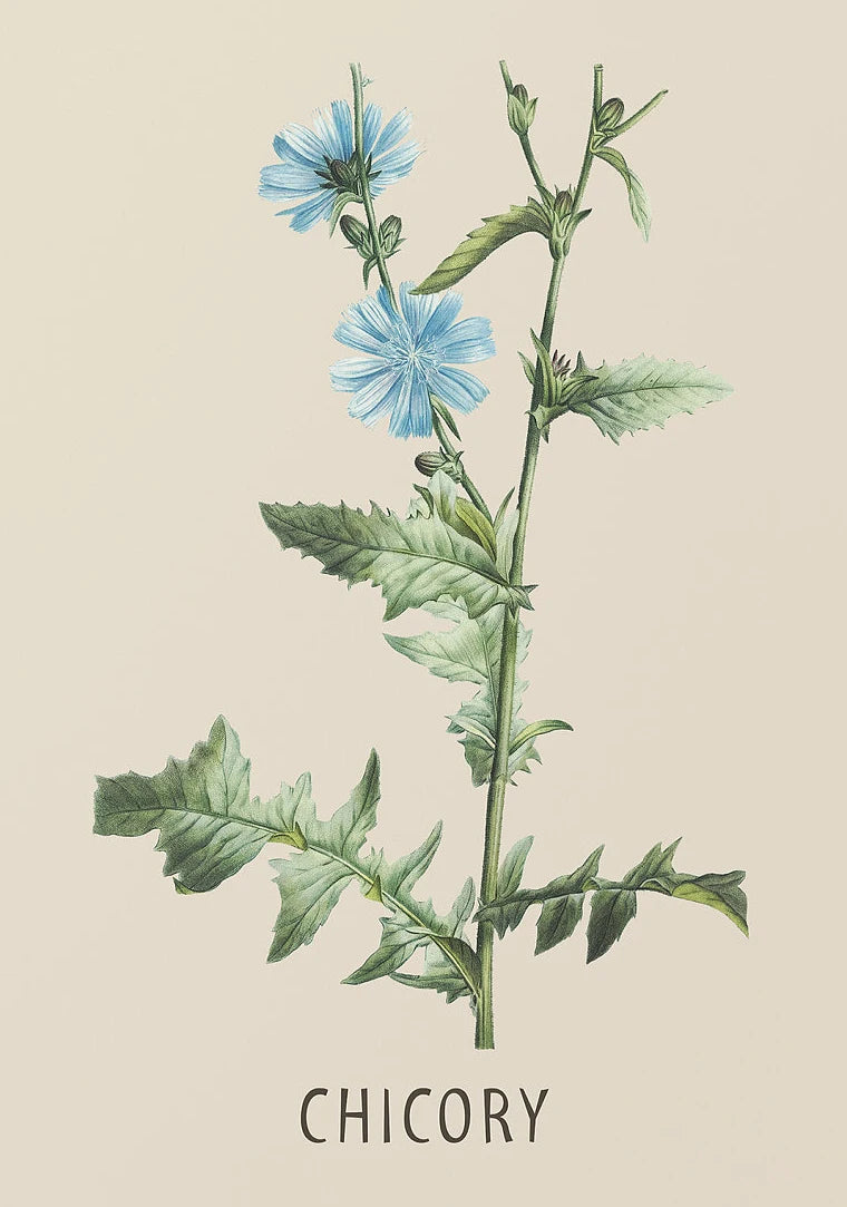 Vintage Botanical Herb & Flower Canvas Wall Art Poster Canvas Wall Art Peaceful Pleasures Health and Wellness DM117-5 20x30cm Unframed