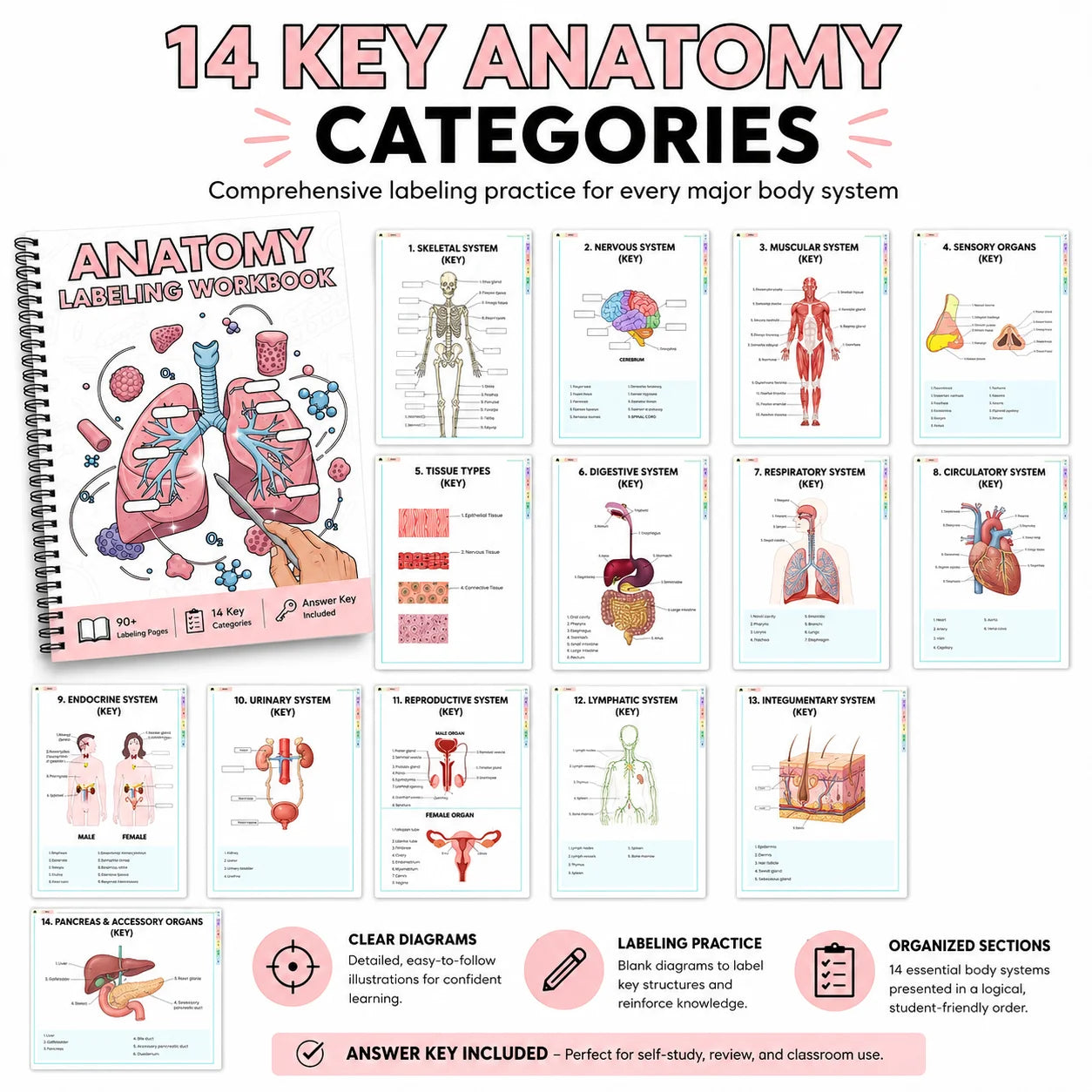 Anatomy Labeling Workbook A5 Spiral-bound Study Guide 90+ Pages 14