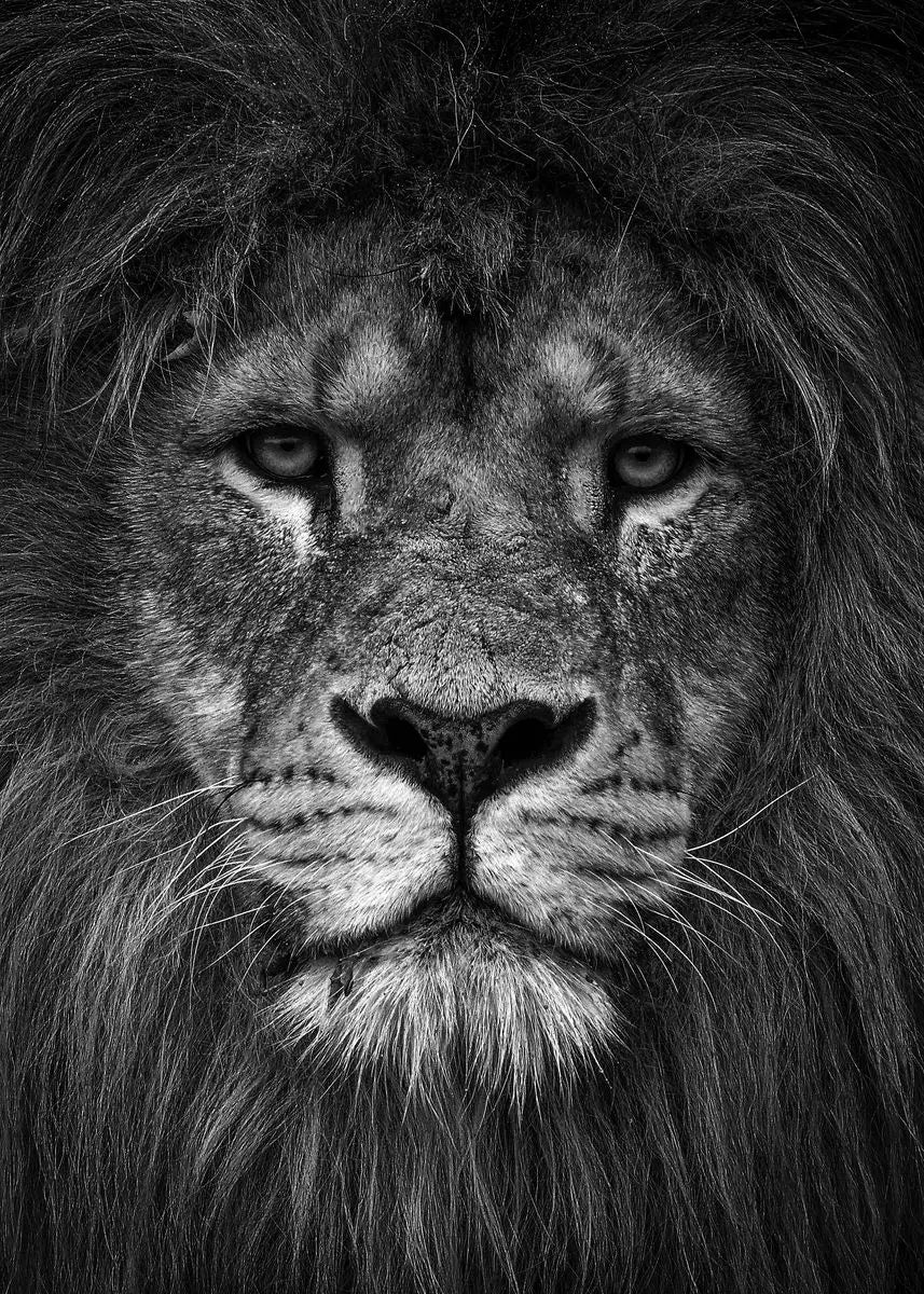 Black and White Animals Lions Family Elephant Giraffe Zebra Wall Poster Prints Canvas Painting Pictures for Kids Room Decor Peaceful Pleasures Health and Wellness
