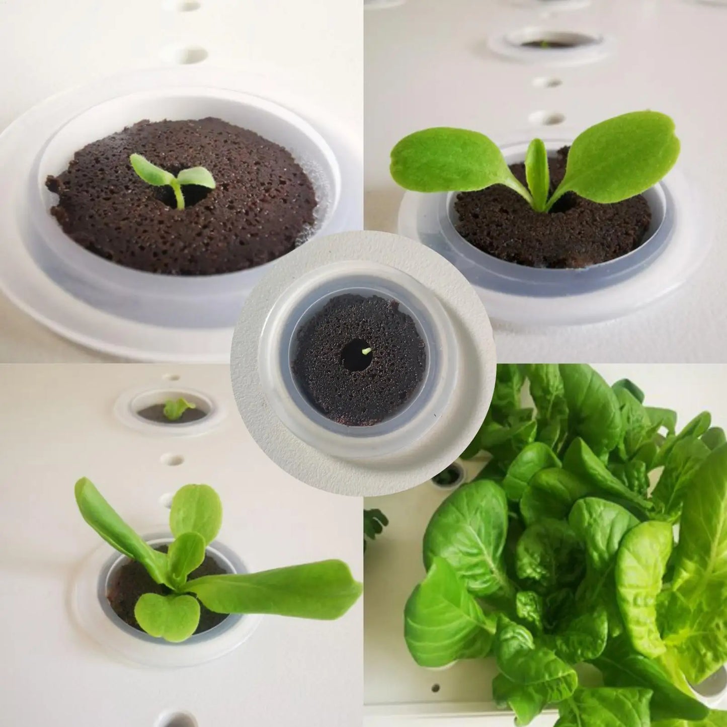 50-Pack Hydroponic Grow Sponges | Seedling Starter Plugs