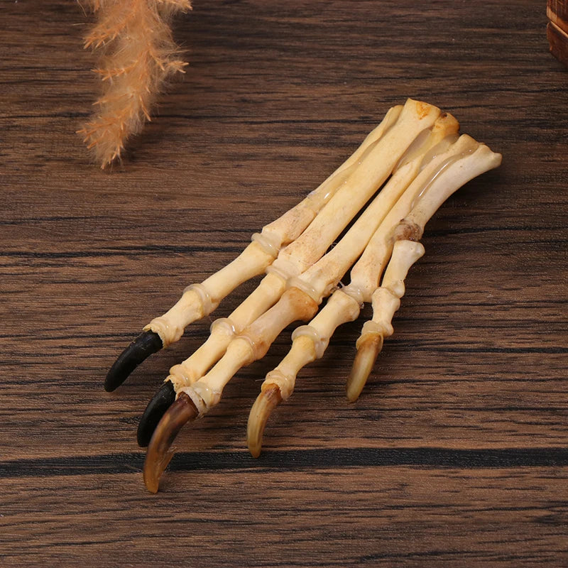 Paw Bone Skeleton Specimen | Plastic Taxidermy Science Decor