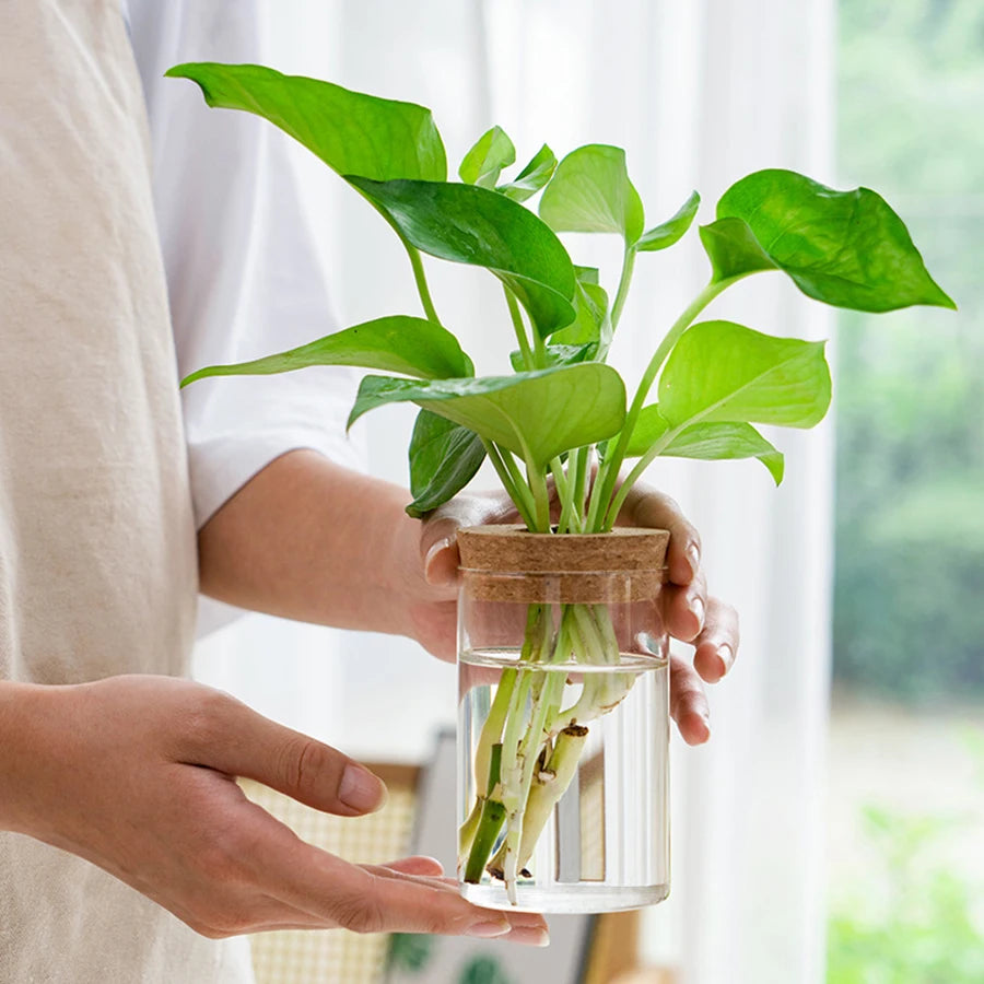 Plant Propagation Station – Hydroponic Acrylic Vase Planter Jars for Desk, Home Garden Decor & Gifts