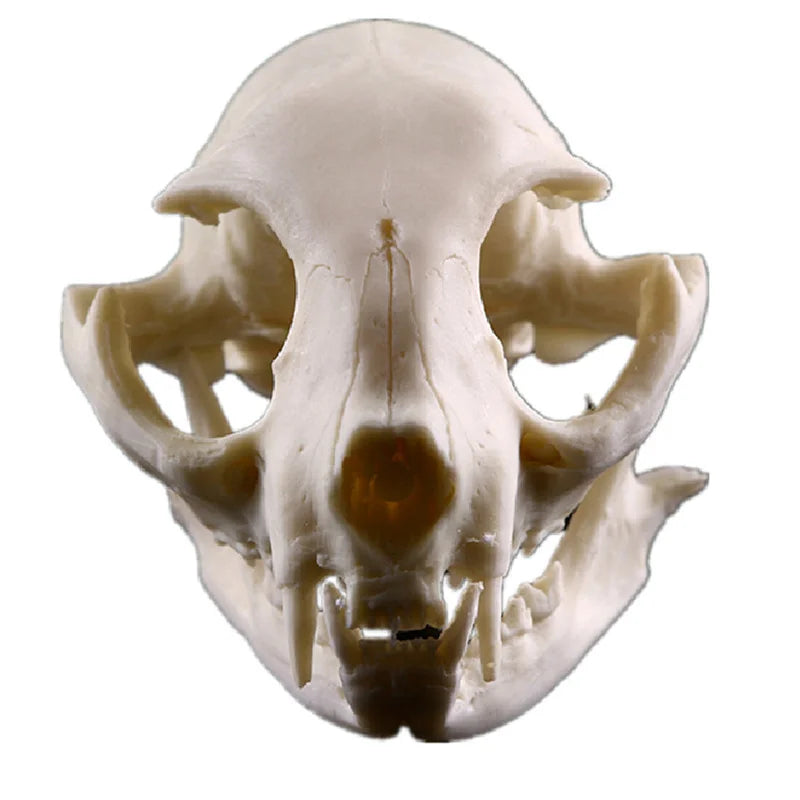 Realistic Cat Skull, Resin Skeleton Head Scale Model Decorations, 6.5 x 6.5 x 9cm Peaceful Pleasures Health and Wellness