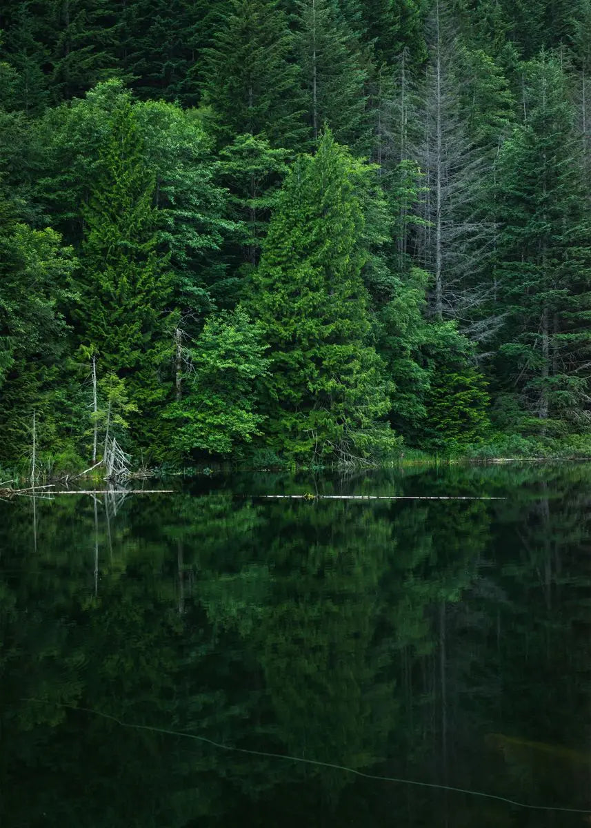 Dark Green Forest Foggy Mountain Canvas Wall Art | Nature Print