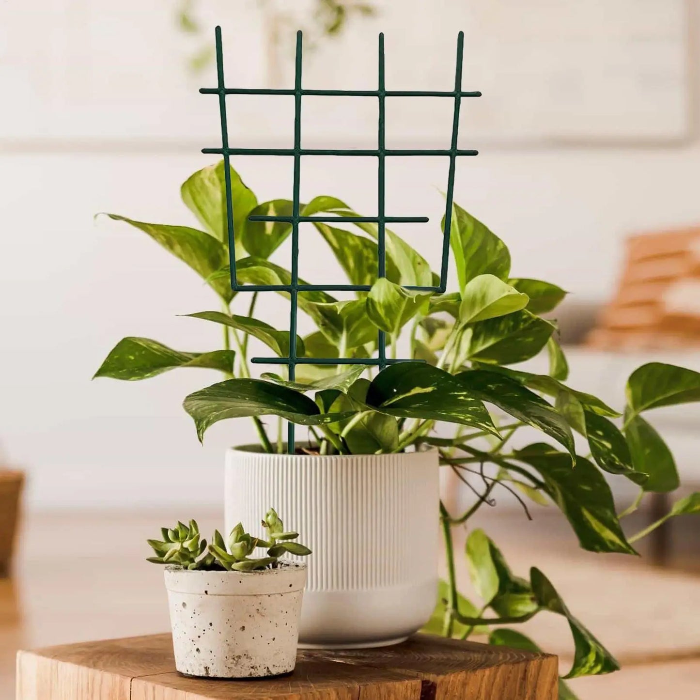 Potted Plant Trellis 10 Pieces Small Adjustable Rustproof Support Climbing Plants Support Stakes For Vine Ivy Clematis Jasmine Peaceful Pleasures Health and Wellness