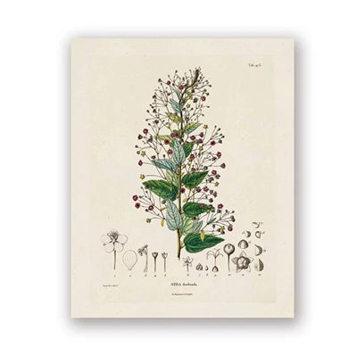 Botanical Studies Vintage Posters and Prints Antique French Plant Illustrations Canvas Painting Botany Wall Art Pictures Deco Peaceful Pleasures Health and Wellness PH5484 30x40cm Unframed