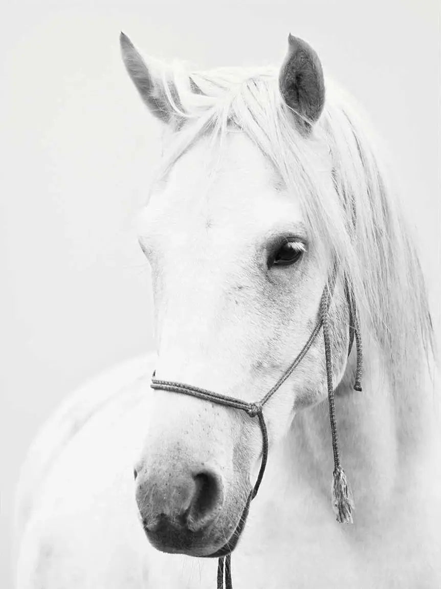 Black and White Horse Portrait Poster Print Canvas Painting Horses Running Animal Wall Picture for Farmhouse Room Home Decor Peaceful Pleasures Health and Wellness 7 20x30cm Unframed