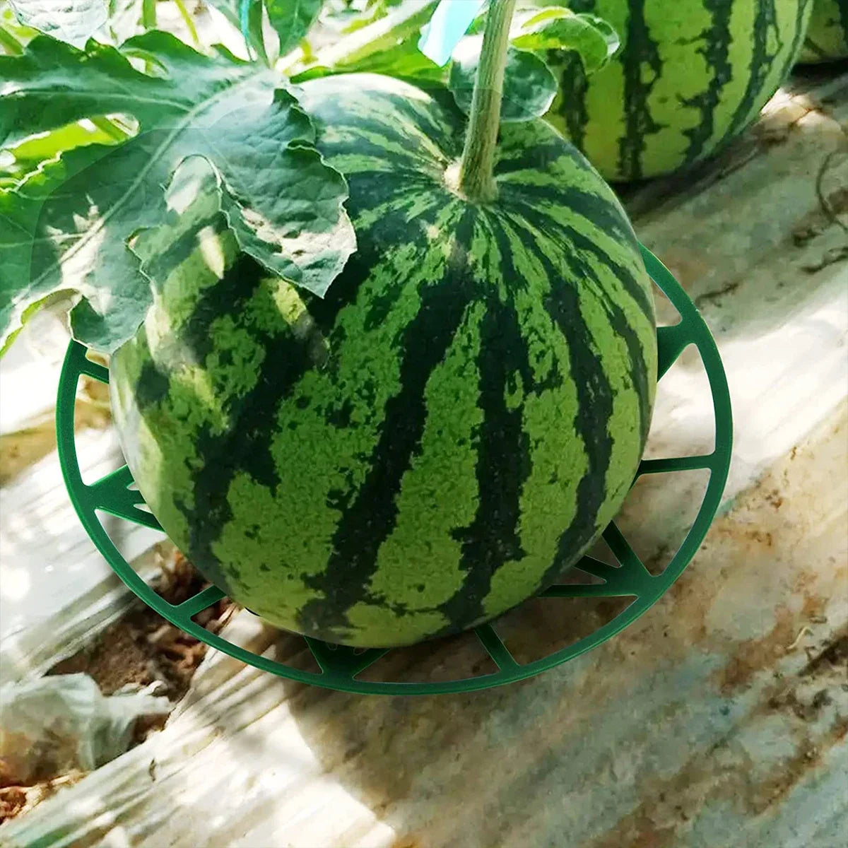 10-Pack Melon Cradle Fruit Support Trays – Pumpkin & Garden