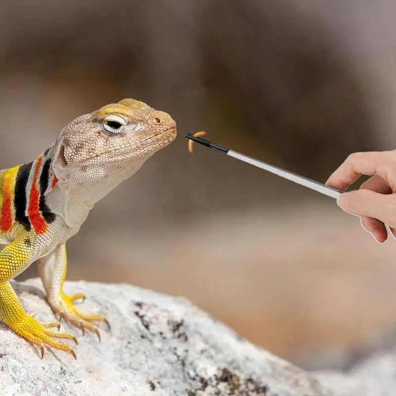 Extra Long Reptile Feeding Tongs Bearded Dragon Aquarium Tweezer With Rubber Tip 10.6 Inches Stainless Steel Bearded Dragon Tank Peaceful Pleasures Health and Wellness
