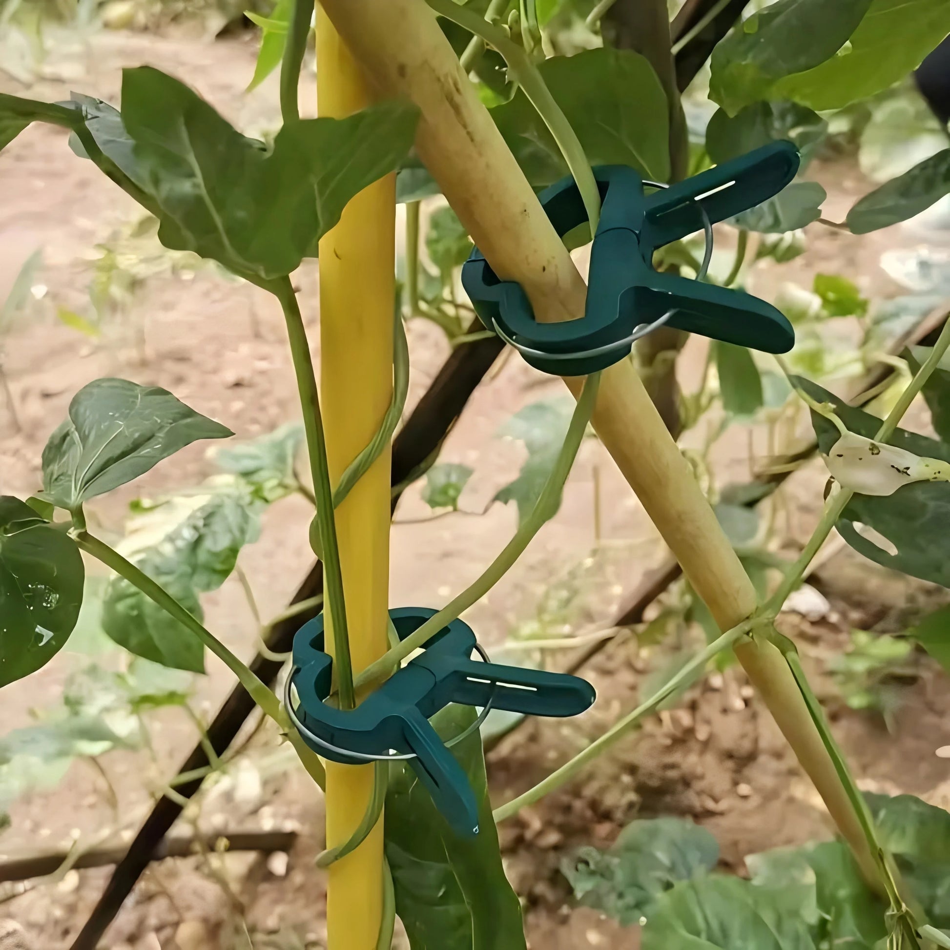 Plant Clips for Climbing Plants & Tomato Vine Support Garden Plant Clips Peaceful Pleasures Health and Wellness