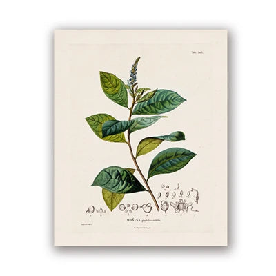 Botanical Studies Vintage Posters and Prints Antique French Plant Illustrations Canvas Painting Botany Wall Art Pictures Deco Peaceful Pleasures Health and Wellness PH5488 40x60cm Unframed